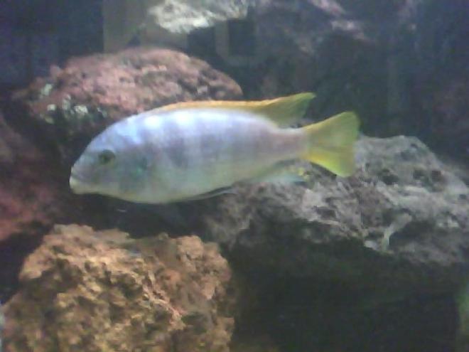 freshwater fish - haplochromis sp. 44 - red tail stocking in 60 gallons tank - big daddy