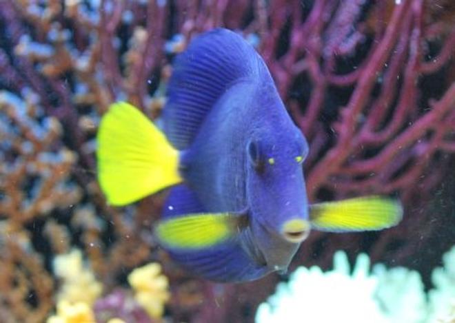 saltwater fish - zebrasoma xanthurum - purple tang stocking in 60 gallons tank - Purple Tang (Prince)
