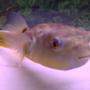 freshwater fish - carinotetraodon travancoricus - dwarf puffer stocking in 46 gallons tank - Another look at my PUFFER