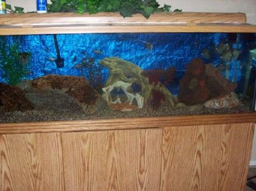 Rated #3377: 125 Gallons Freshwater Fish Tank - 125G 5ANGLES 7SILVER DOLLARS 2CLOWN LOACHES 5CORY CATS 7TETRAS IM NOT SURE THE NAME, MULTIPLE SMALLER FISH