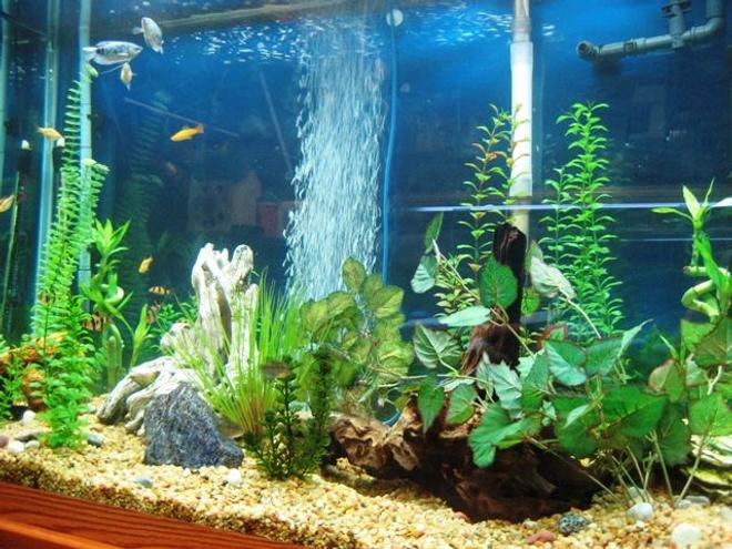 150 gallons freshwater fish tank (mostly fish and non-living decorations) - 150G Community tank that i made into a new discus tank
