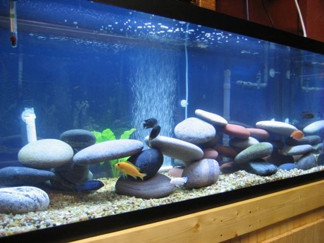 150 gallons freshwater fish tank (mostly fish and non-living decorations) - 75g African Tank Angle View