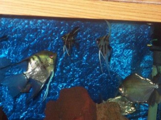 125 gallons freshwater fish tank (mostly fish and non-living decorations) - ANGLES