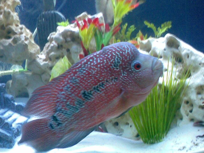 Rated #456: Freshwater Fish - Cichlasoma Sp. - Flower Horn Cichlid Stocking In 46 Gallons Tank - My Magnificent 2 year old Flower beast. I got him when he was only 2 inches.. Check out the COLORS!!!!!!!!!!!