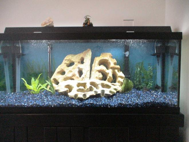 75 gallons freshwater fish tank (mostly fish and non-living decorations) - Current Set Up