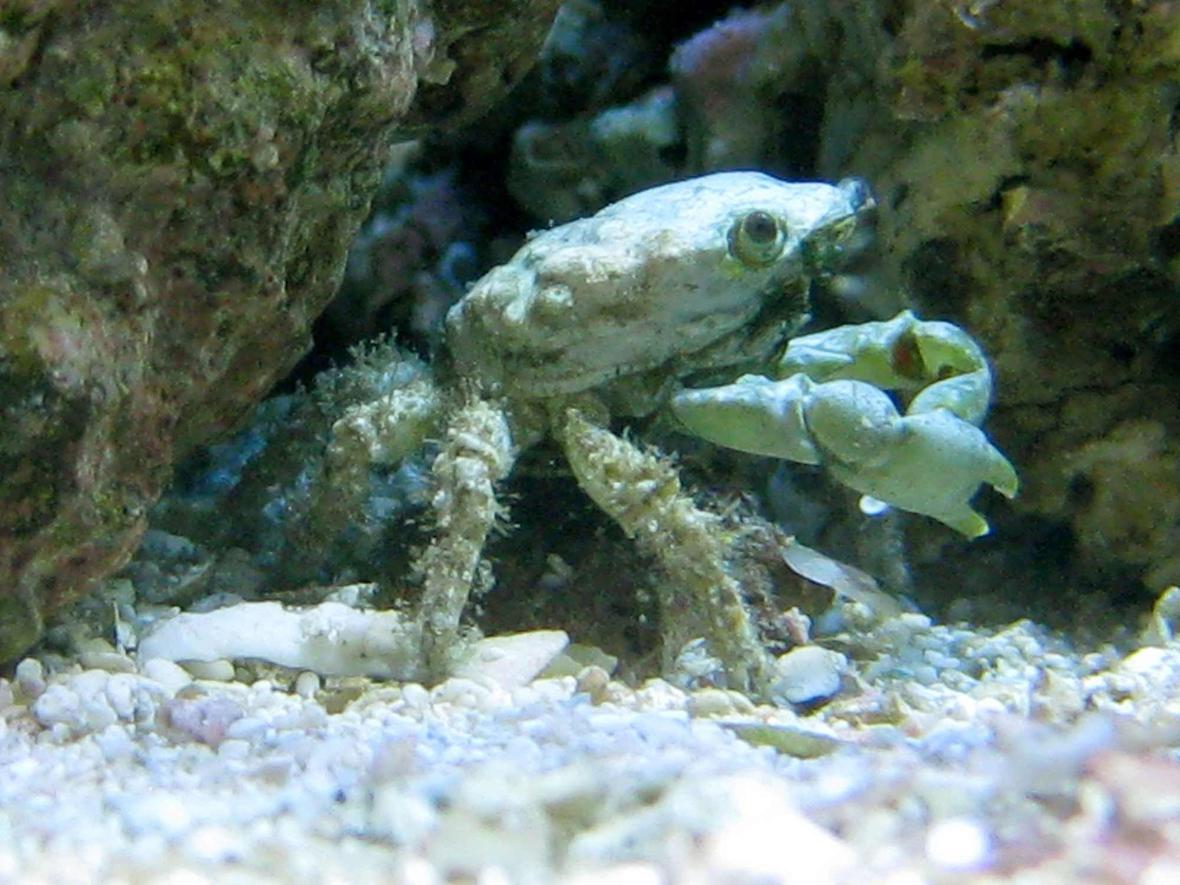 corals inverts - mithrax sculptus - emerald crab stocking in 90 gallons tank - Emerald Crab