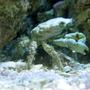 corals inverts - mithrax sculptus - emerald crab stocking in 90 gallons tank - Emerald Crab