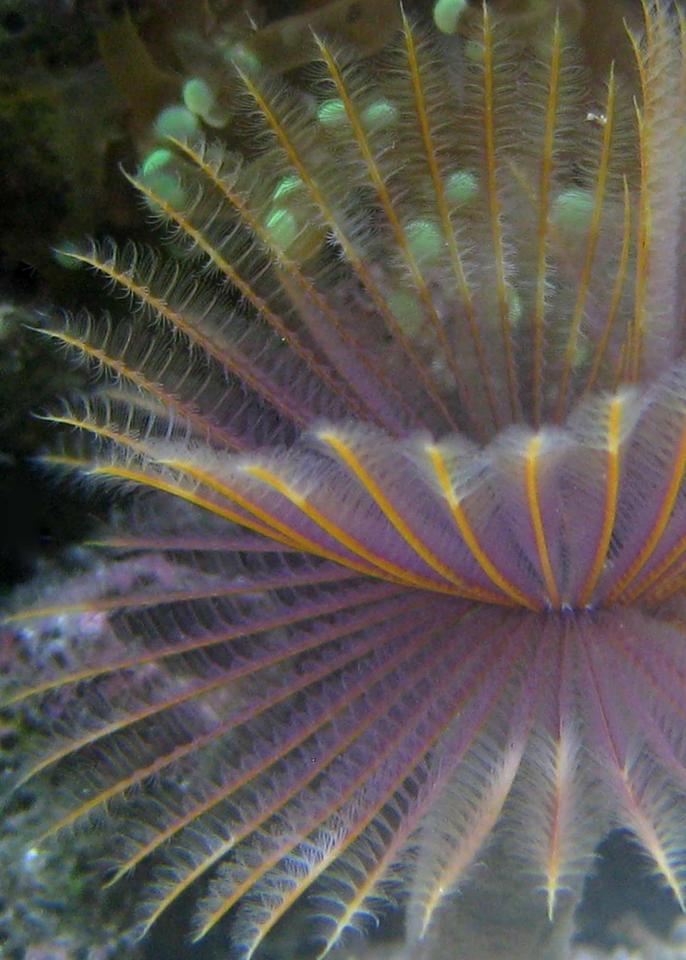 corals inverts - sabellastarte magnifica - magnificent feather duster stocking in 90 gallons tank - Feather Duster