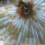 corals inverts - sabellastarte magnifica - magnificent feather duster stocking in 90 gallons tank - Feather Duster