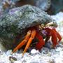 corals inverts - paguristes cadenati - scarlet reef hermit crab stocking in 90 gallons tank - Hermit Crab