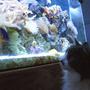 fish tank picture - Muffin watching the tank