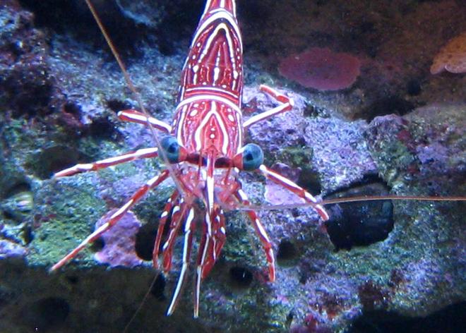 corals inverts - lysmata wurdemanni - peppermint shrimp stocking in 90 gallons tank - Peppermint