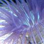 corals inverts - cerianthus membranacea - tube anemone stocking in 90 gallons tank - Purple tube anenome