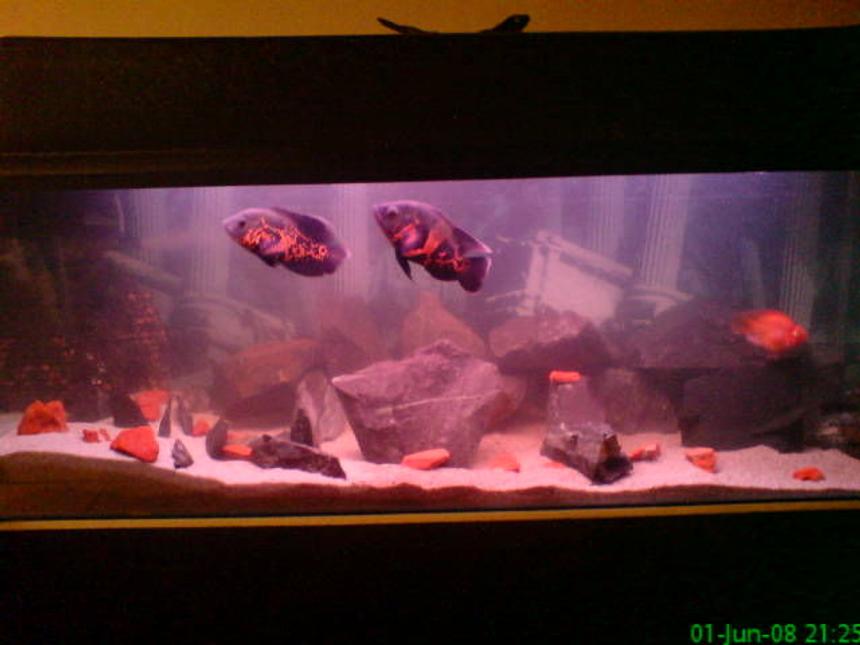 Rated #2297: 66 Gallons Freshwater Fish Tank - 55 galons tank with 2 tiger oscars 2 parots 1 holo cat en 1 pleco! I've got sand on the botom and rocks at the back of the tank!