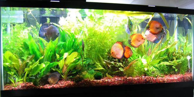 55 gallons planted tank (mostly live plants and fish) - photo taken 07.25.08