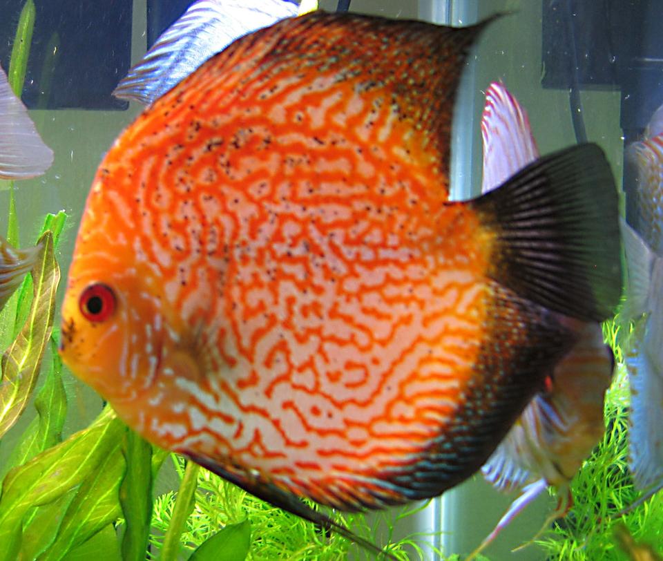 freshwater fish - symphysodon spp. - pigeon blood discus stocking in 55 gallons tank - Pigeon Blood Discus
photo taken 07.25.08