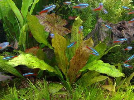 freshwater fish - paracheirodon innesi - neon tetra jumbo stocking in 85 gallons tank - MY NEW AGE OF AQUA