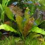 freshwater fish - paracheirodon innesi - neon tetra jumbo stocking in 85 gallons tank - MY NEW AGE OF AQUA