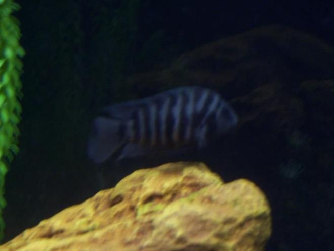 freshwater fish - archocentrus nigrofasciatus - black convict cichlid stocking in 75 gallons tank - 4" convict