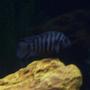 freshwater fish - archocentrus nigrofasciatus - black convict cichlid stocking in 75 gallons tank - 4" convict
