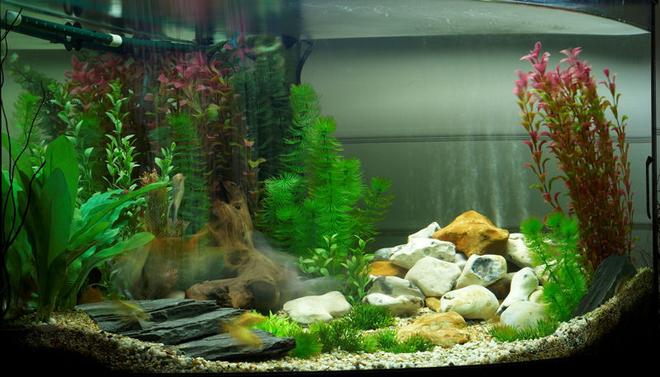 47 gallons freshwater fish tank (mostly fish and non-living decorations) - the tank as it is now, without live plants, all plastic im afraid...