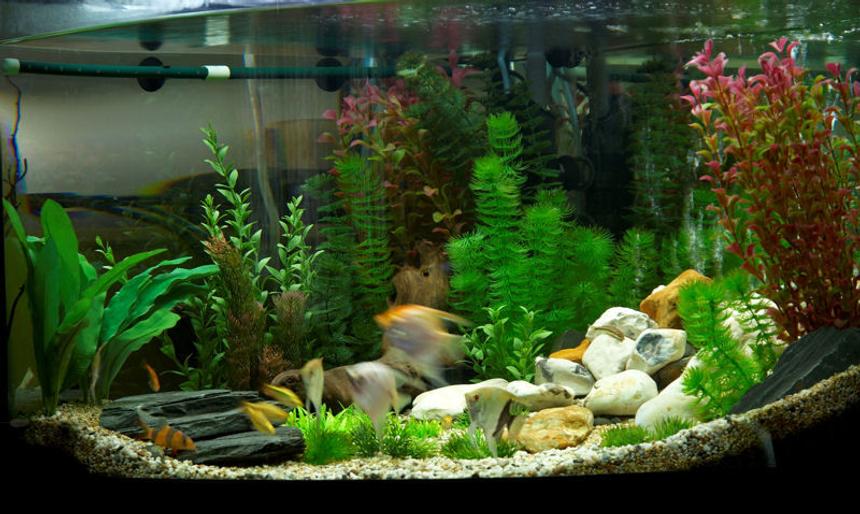 Rated #1389: 47 Gallons Freshwater Fish Tank - plastic plant tank..