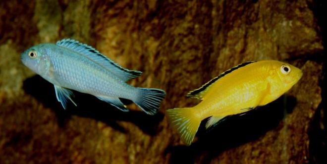 freshwater fish - labidochromis caeruleus - electric yellow cichlid stocking in 120 gallons tank - Pseudotropheus socolofi, Labidochromis caeruleus