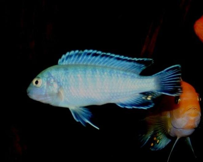 freshwater fish - pseudotropheus socolofi - powder blue cichlid stocking in 120 gallons tank - Pseudotropheus socolofi