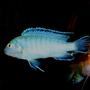 freshwater fish - pseudotropheus socolofi - powder blue cichlid stocking in 120 gallons tank - Pseudotropheus socolofi