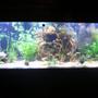 125 gallons planted tank (mostly live plants and fish) - 100 planted tetra tank. Ive got all the bells and whistles but no need to mention all that.... its all about the end result right??