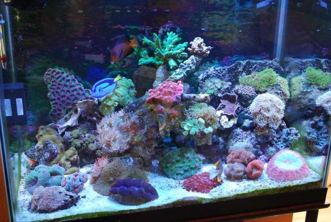 55 gallons reef tank (mostly live coral and fish) - most recent tank shot