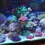 55 gallons reef tank (mostly live coral and fish) - most recent tank shot
