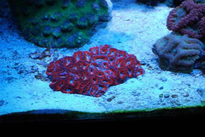 corals inverts - acanthastrea lordhowensis - acan lord stocking in 55 gallons tank - aussie superman acan