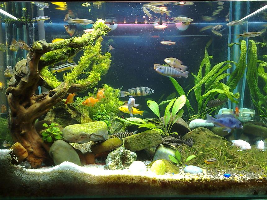 Rated #93: 20 Gallons Planted Tank - riccia tree-1 month tank