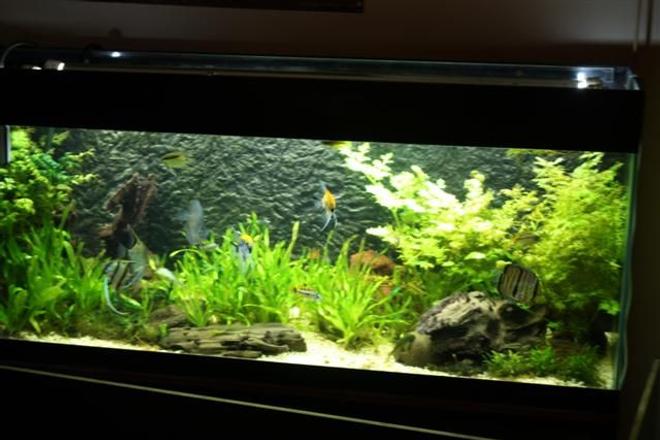 350 gallons planted tank (mostly live plants and fish) - AQUA =: 350L : 2 Aqua filter Pro Sp2(ext. filter), T5 lightning 2 x48W , aquaheater 300w. 
FISH = discus,angelfish,apistogramma sp., green phantom pleco, net pleco, axolotl and a firebelly newt.
PLANTS = echinodorus bleheri,valineria, others plants are from south america but i can remember the names.