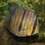 freshwater fish - symphysodon aequifasciata - wild caught discus stocking in 350 gallons tank - Discus Fish (wild) from peru