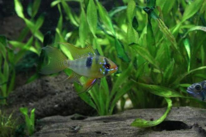 freshwater fish - papiliochromis ramirezi - german blue ram stocking in 350 gallons tank - Bolivian ram
