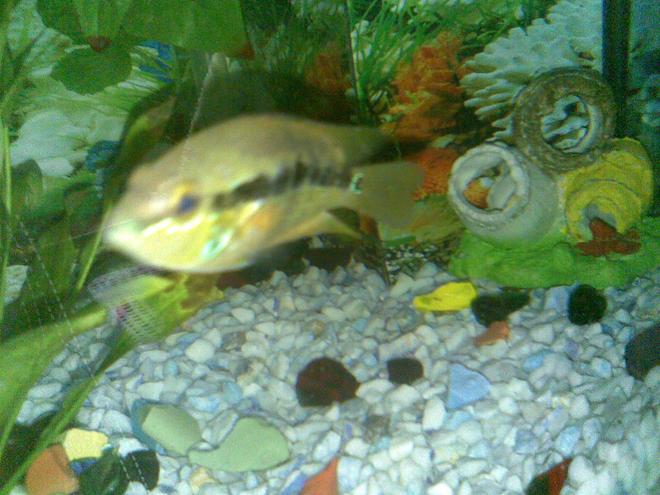 freshwater fish - hypsophrys nicaraguensis - nicaragua cichlid stocking in 55 gallons tank - Firemouth