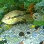 freshwater fish - hypsophrys nicaraguensis - nicaragua cichlid stocking in 55 gallons tank - Firemouth