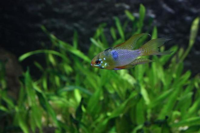 freshwater fish - microgeophagus altispinosa - bolivian ram stocking in 350 gallons tank - bolivian ram