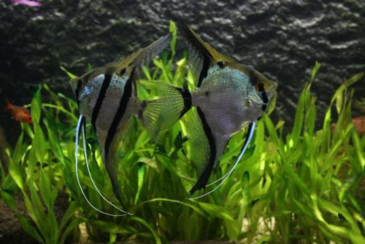 freshwater fish - pterophyllum sp. - silver zebra angel stocking in 350 gallons tank - Couple angelfish