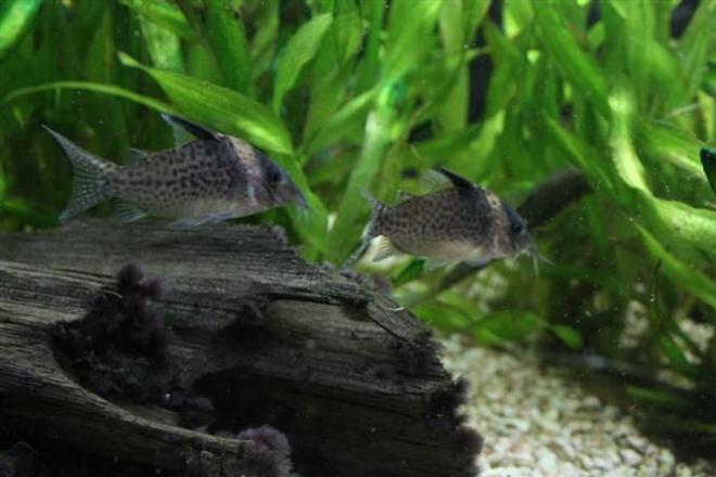 freshwater fish - corydoras sp. - false julii cory cat stocking in 350 gallons tank - Corydoras sp.