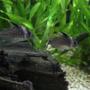 freshwater fish - corydoras sp. - false julii cory cat stocking in 350 gallons tank - Corydoras sp.