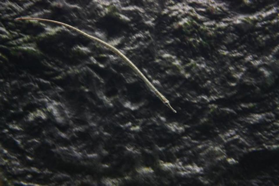 freshwater fish - syngnathus acus - pipefish stocking in 350 gallons tank - it's a freshwater version of syngnathus (family of the seahorse)