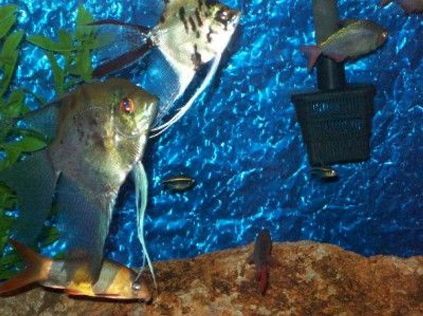 Rated #1562: Freshwater Fish - Pterophyllum Sp. - Albino Angel Stocking In 125 Gallons Tank - community pic