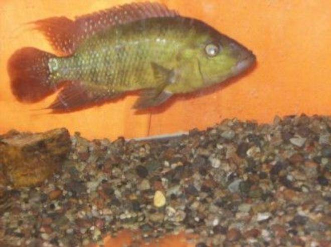 freshwater fish - cichlasoma festae - red terror stocking in 125 gallons tank - red terror pic try to get a better pic, still new to picture taking