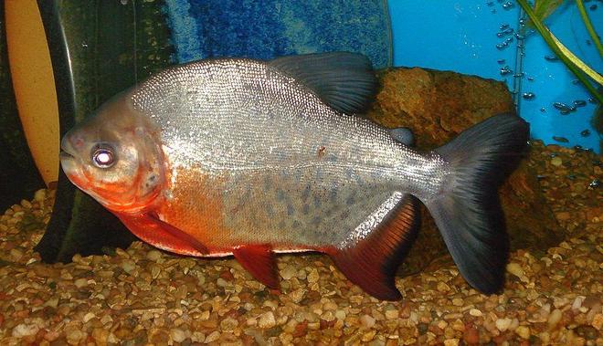freshwater fish - piaractus brachypomum - red belly pacu stocking in 75 gallons tank - PACU IS GROWING UP...i GUESS IT IS ALL OF THE PEANUTS WE FEED HIM !