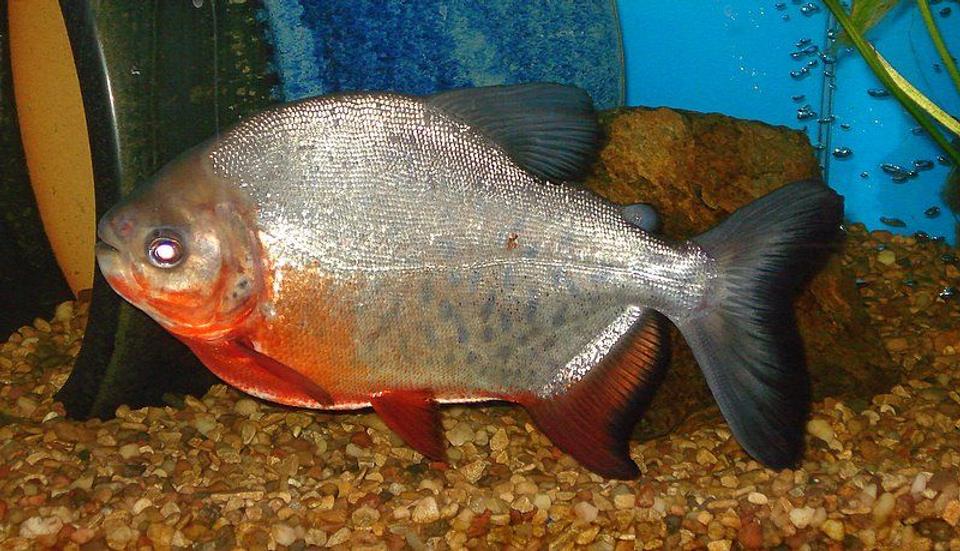 freshwater fish - piaractus brachypomum - red belly pacu stocking in 75 gallons tank - PACU IS GROWING UP...i GUESS IT IS ALL OF THE PEANUTS WE FEED HIM !