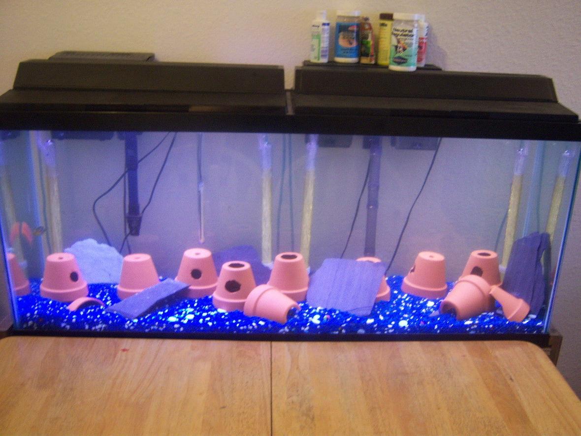 fish tank picture - test pic