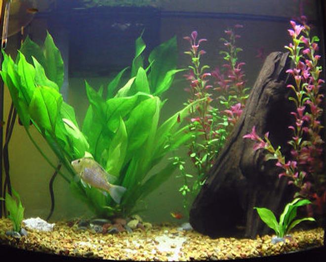 26 gallons freshwater fish tank (mostly fish and non-living decorations) - 26 gal planted freshwater community, AquaClear 70 filter w/2x foam, Nova Extreme 2x24W T5 lighting. 1 Redhump Eartheater, 4 Flame Tetras, 6 Cherry Barbs, 2 Bosemani Rainbow, 1 Neon Dwarf Gourami, 1 Leopard Pleco.  One adult Amazon Sword, 2 baby Amazon Swords, Moneywort.  Smooth pebble and sand substrate.